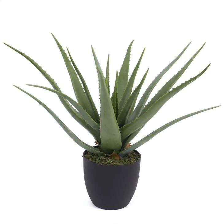 Falsk Aloe Vera-plante