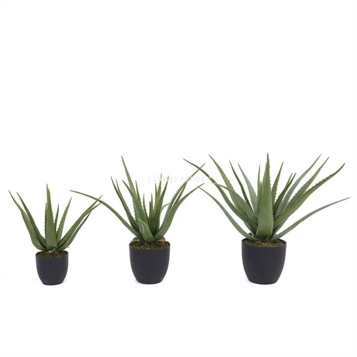 agave plant outdoor